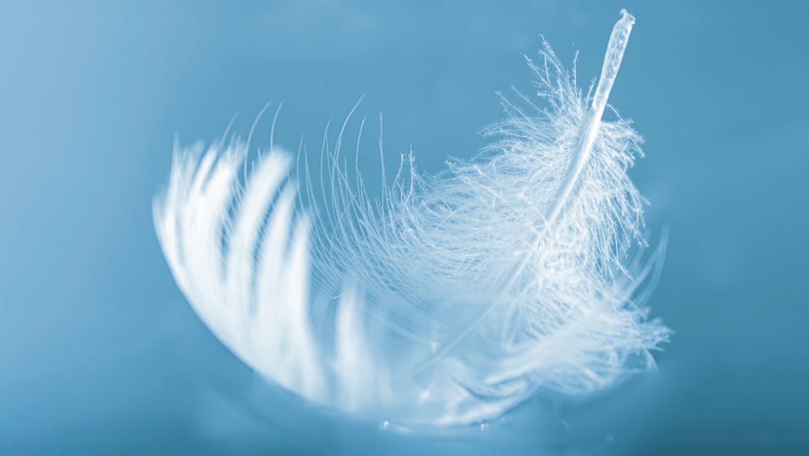 Plume Plume