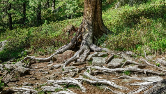 Cleaning with water – how Geberit AquaClean helps to save wood Cleaning with water – how Geberit AquaClean helps to save wood