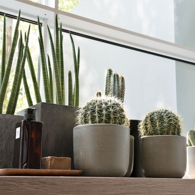Various plants on a window sill