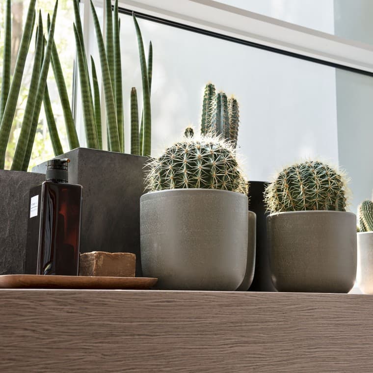 Diverses plantes sur un rebord de fenêtre Diverses plantes sur un rebord de fenêtre